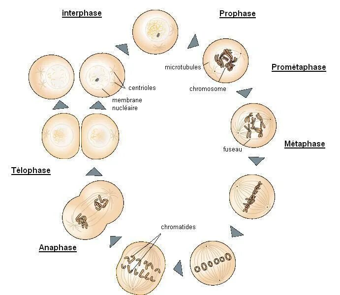 Колхицин влияние на деление клетки. Колхицин митоз. Морула митозом. Влияние колхицина на митоз.