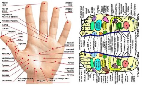 Точки на ладони для массажа