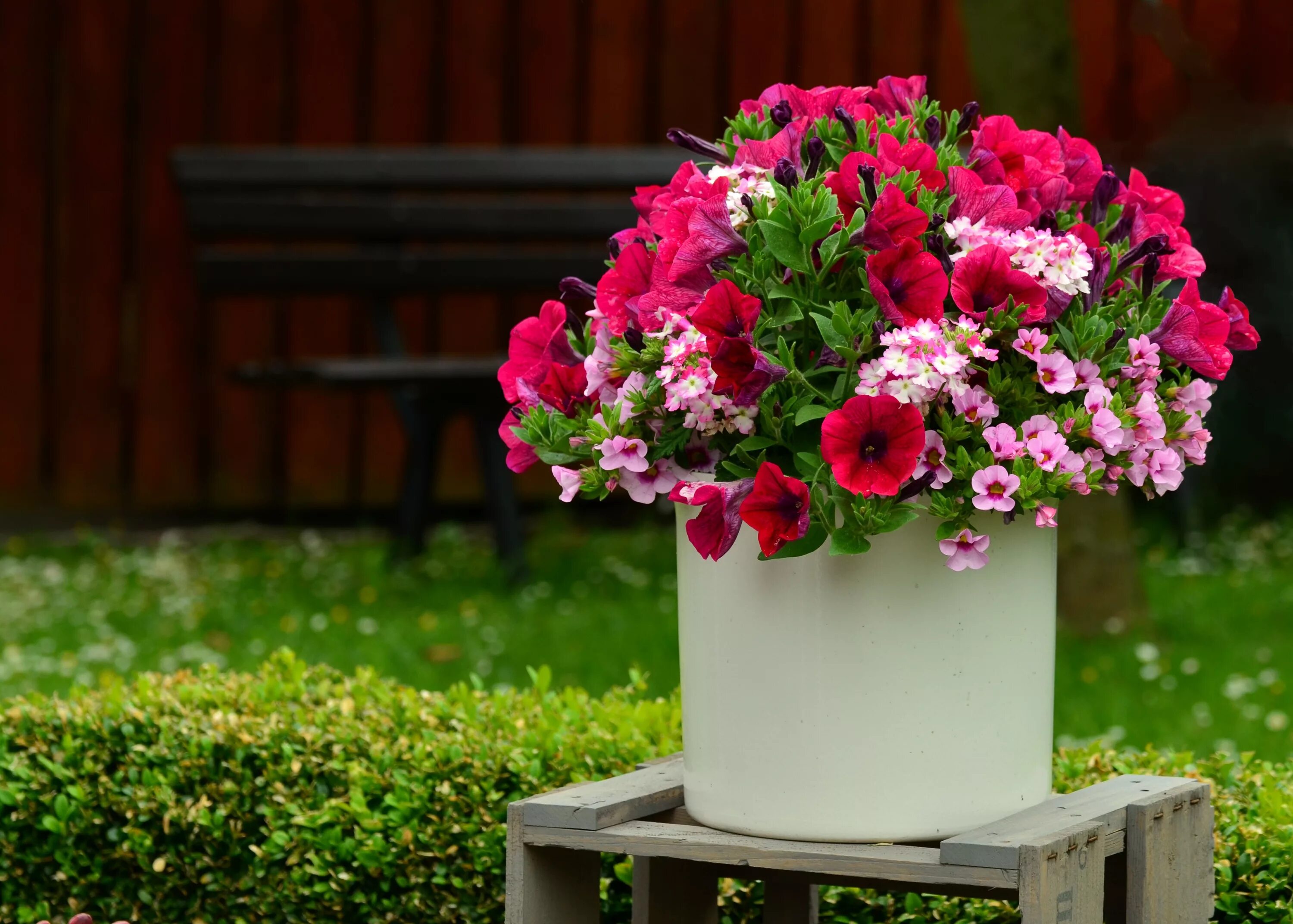 Petunia - Google Search Porch flowers, Flowers, Plants