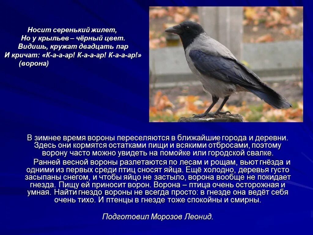 Описание вороны. Рассказ о вороне. Ворона описание птицы для детей. Ворона доклад. Можно ли назвать ворон умными птицами