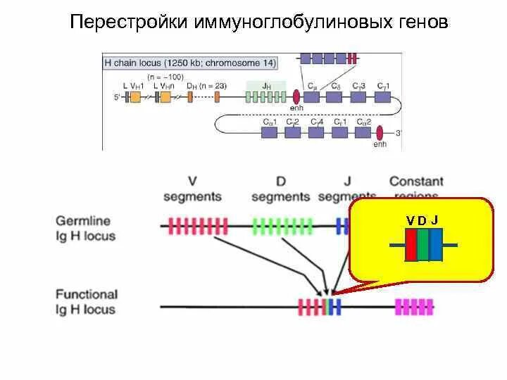 Перестройка генома. Перестройка генома в онтогенезе. Схема программируемой перестройки генома. Незапрограммированные перестройки генома схема. Механизм перестройки