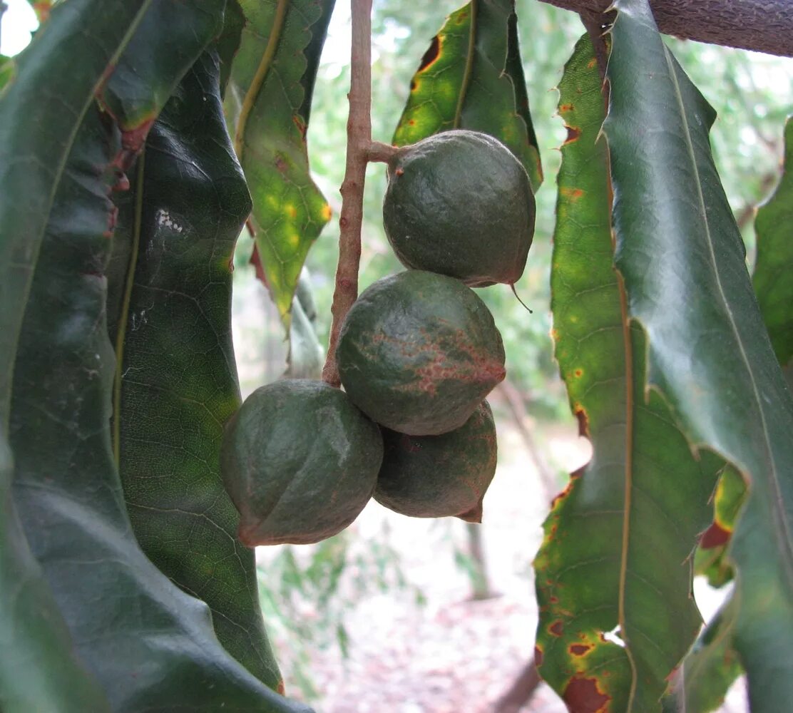 В каких странах растет макадамия. Макадамия tetraphylla. Macadamia ternifolia. Macadamia integrifolia. Макадамия орех дерево.