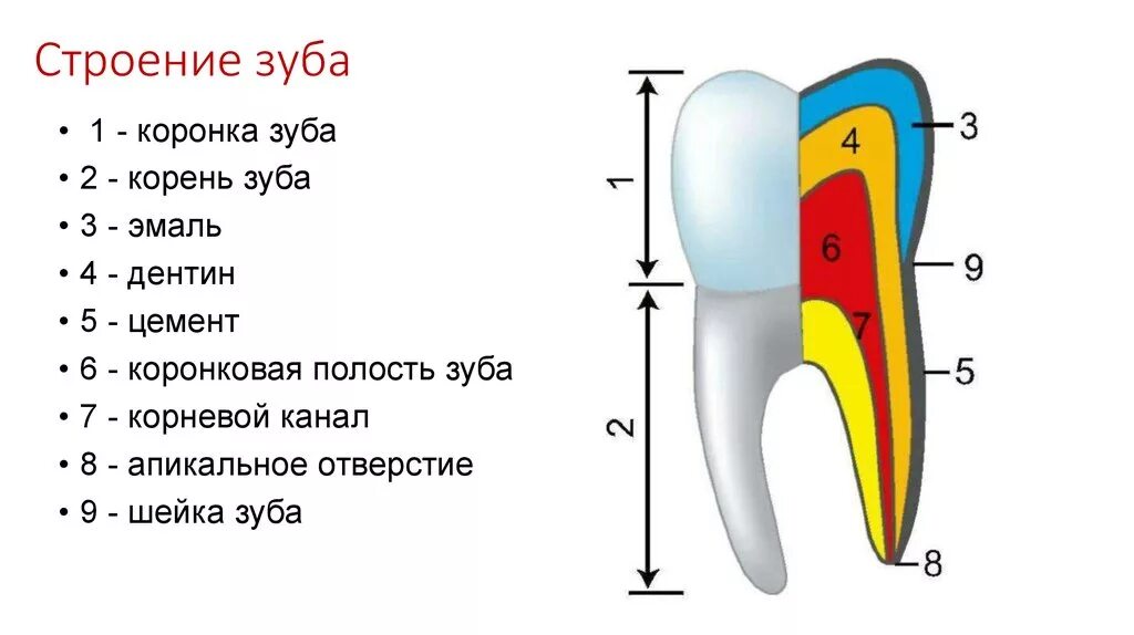 Схема анатомического строения зуба. Схема внутреннего строения зуба. Строение зуба человека схема анатомия. Схема зуба биология 8 класс.