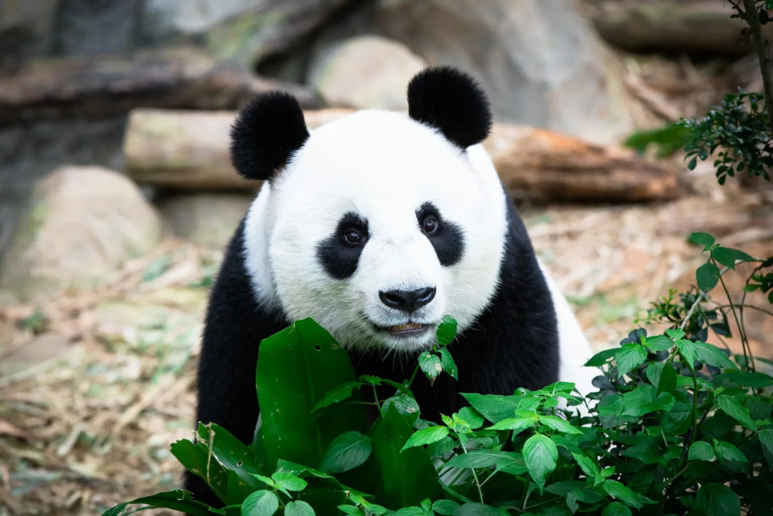 Большая Панда. Ailuropoda melanoleuca. Гигантская Панда. Панда портрет.