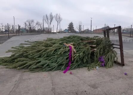 Украли ели