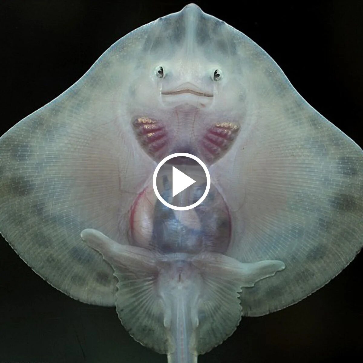 Лицо ската. Морской котик тюлень нерпа. Морской котик тюлень нерпа. Морская лица. Милый тюлень.