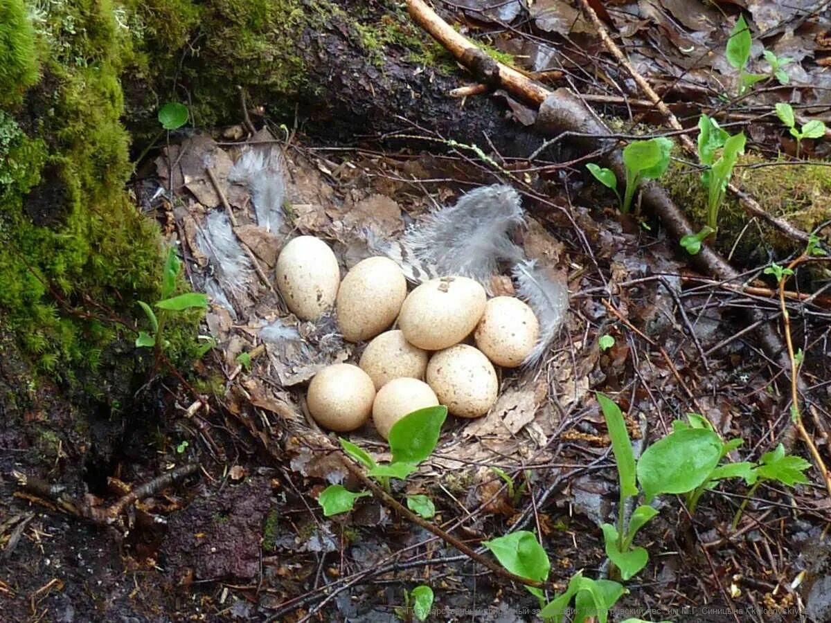 рябчик яйца в гнезде. серая куропатка яйца гнездо. капалуха астафьев. виктор астафьев капалуха. глухарь и капалуха.