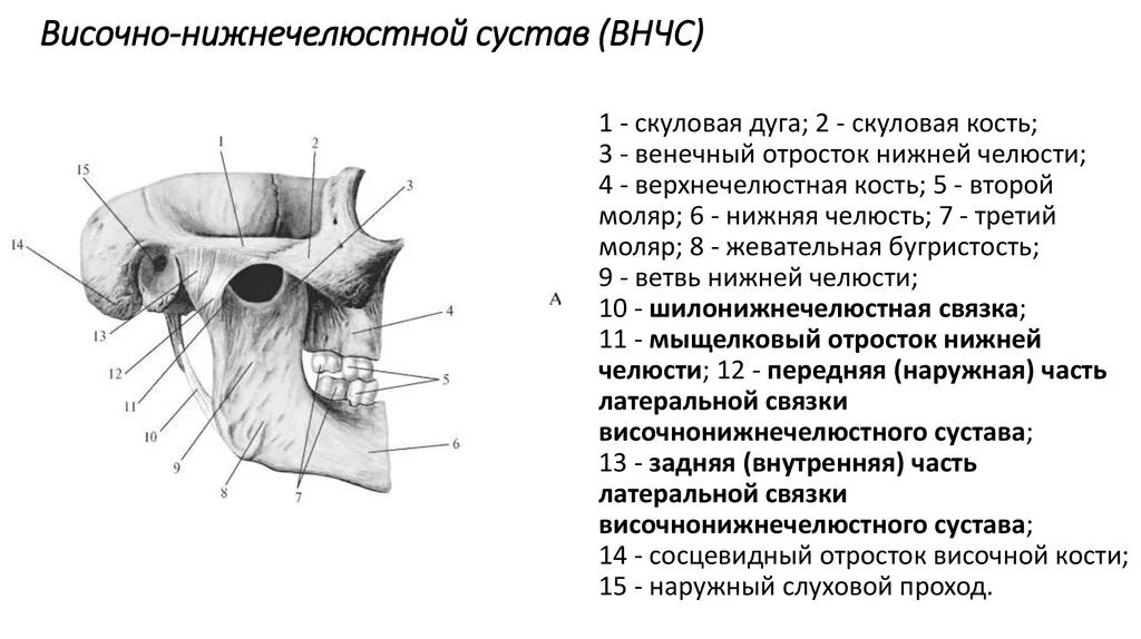 Соединение нижнечелюстной и височных костей. Внутрикапсулярные связки височно-нижнечелюстного сустава. Элементы ВНЧС сустава. Строение височно челюстного сустава. Суставной бугорок височно нижнечелюстного сустава.