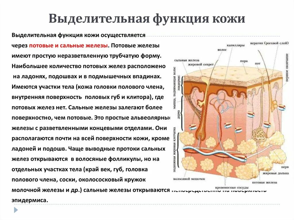 Какая структура выполняет выделительную функцию. Строение и функции потовых желез. Потовые железы строение и функции таблица. Выделительная функция кожи. Строение и функции выделительной кожи.