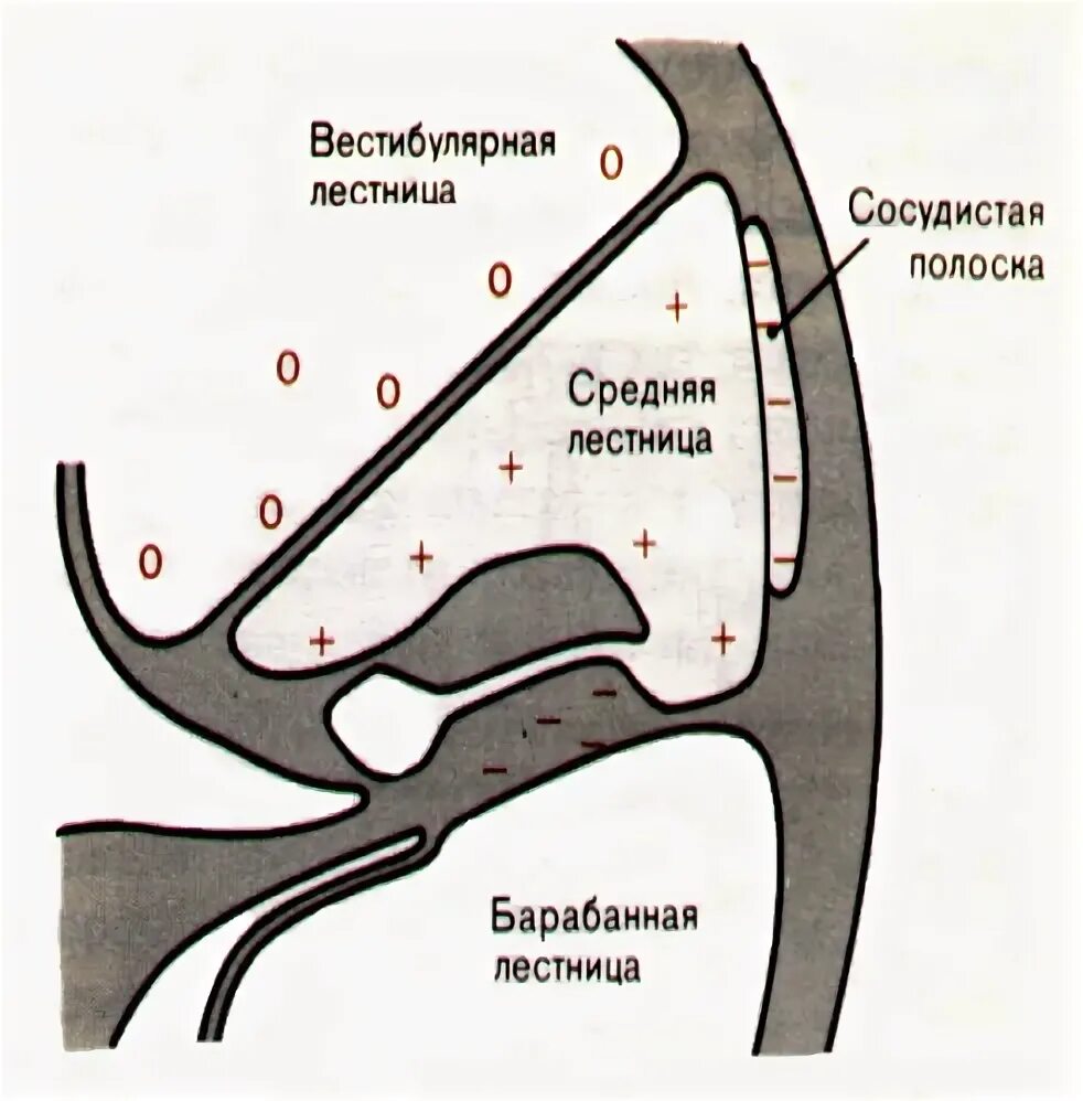 Барабанная и вестибулярная лестница. Барабанная лестница средняя. Вестибулярная и барабанная лестница геликотрема. Средняя лестница уха.