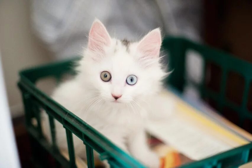 Котенок с разными глазами. Белый котенок с разными глазами. белый котёнок сразноцветными глазами. милая белая кошка с разными глазами. серый котенок с разными глазами.