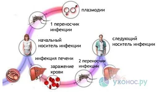 Способы заражения человека происходит. Схема заражения малярийного плазмодия. Способы заражения малярией. Эпидемиология и патогенез малярии схема. Малярийный плазмодий способ заражения.