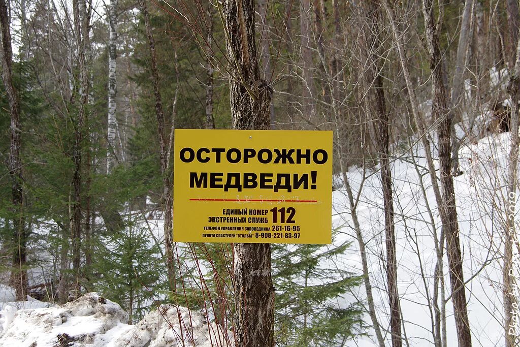Осторожно, медведь!. Осторожно медвежонок осторожно. Осторожно дикие животные. Осторожно медвежонок осторожно. Стрежевой осторожно медведи.