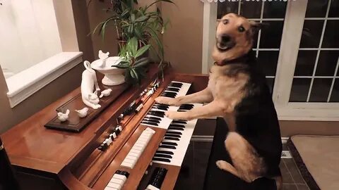 He isn t playing the piano
