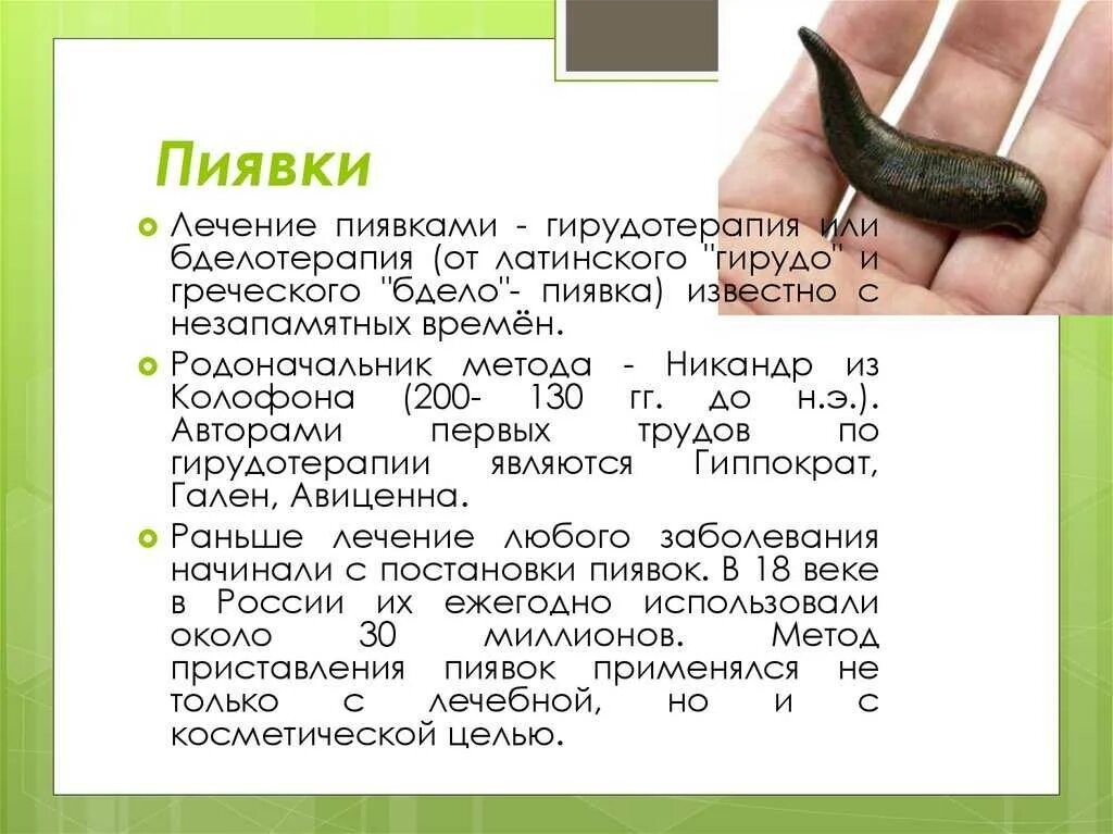 Содержание пиявок. Показания для постановки пиявок. методика гирудотерапии. гирудотерапия лечение пиявками.
