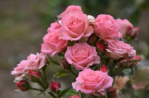 Rose beauty
