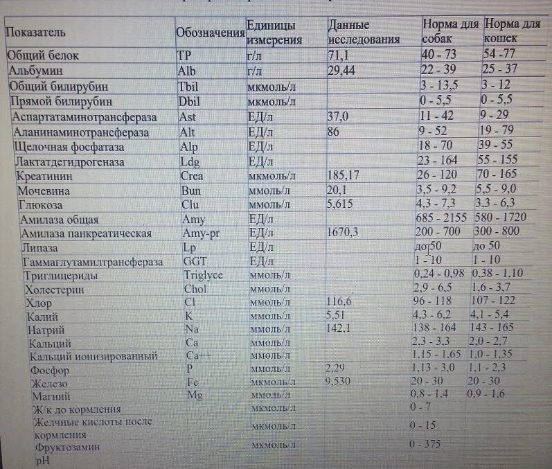 Показатели амилазы норма. Норма амилазы в крови по возрасту. Анализ мочи на амилазу норма. Амилаза крови норма г/л. Норма альфа амилазы в крови.