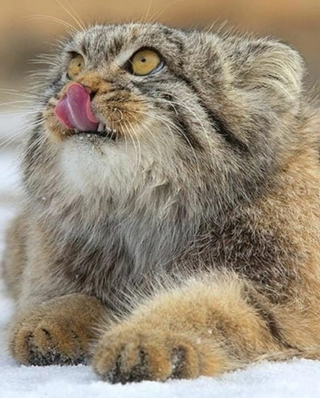 Кот манул видео. Кот манул видео. Кот манул видео. Кот манул видео. Сибирская дикая кошка манул.