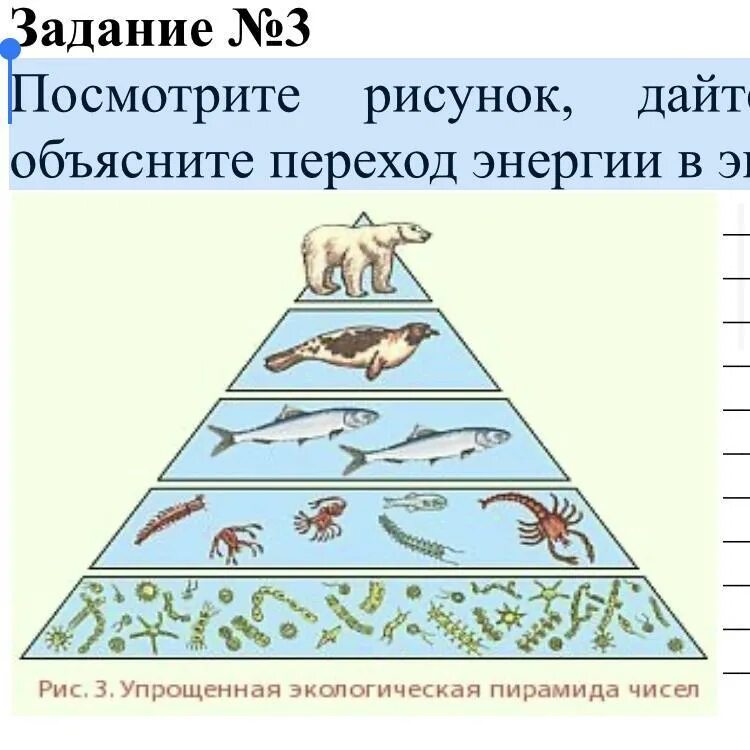 Постройте пирамиду чисел пищевой цепи. Экологическая пирамида. Экологическая пирамида энергии. Составление экологической пирамиды. Правило экологической пирамиды.