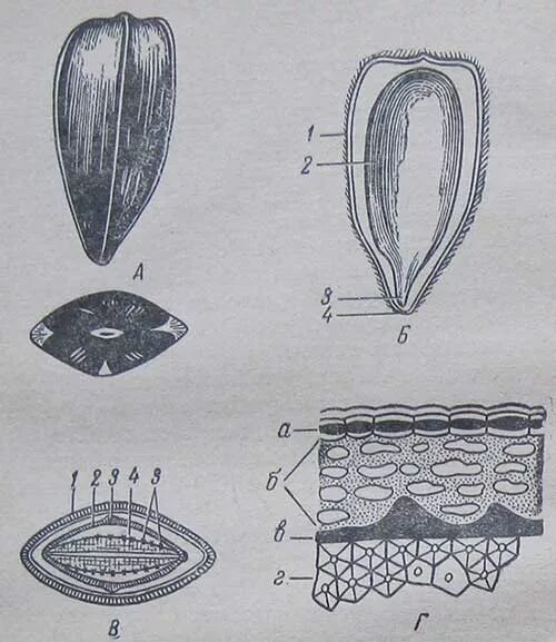 Строение семянки подсолнечника. Плод семянка строение. Строение семянки зародыш. Строение семянки подсолнуха..