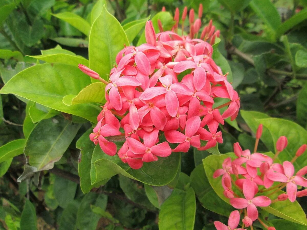 иксора альбомаргината. иксора растение. иксора хулхумале. Ixora цветок. иксора мини красная.