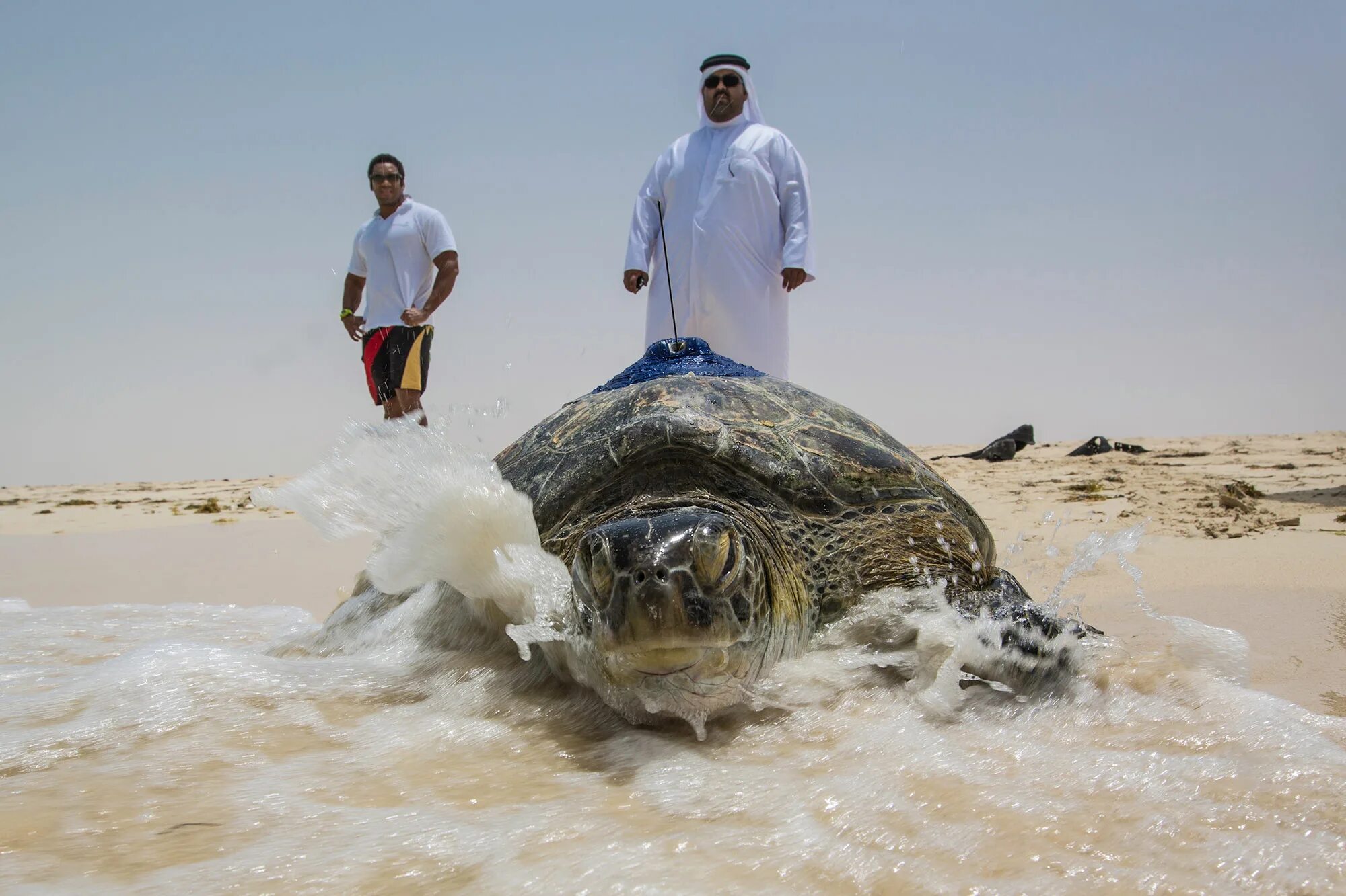 Черепаха в жизни человека. Черепахи в Дубае. Человек черепаха. Морская черепаха Дубай. Морская черепаха и человек.