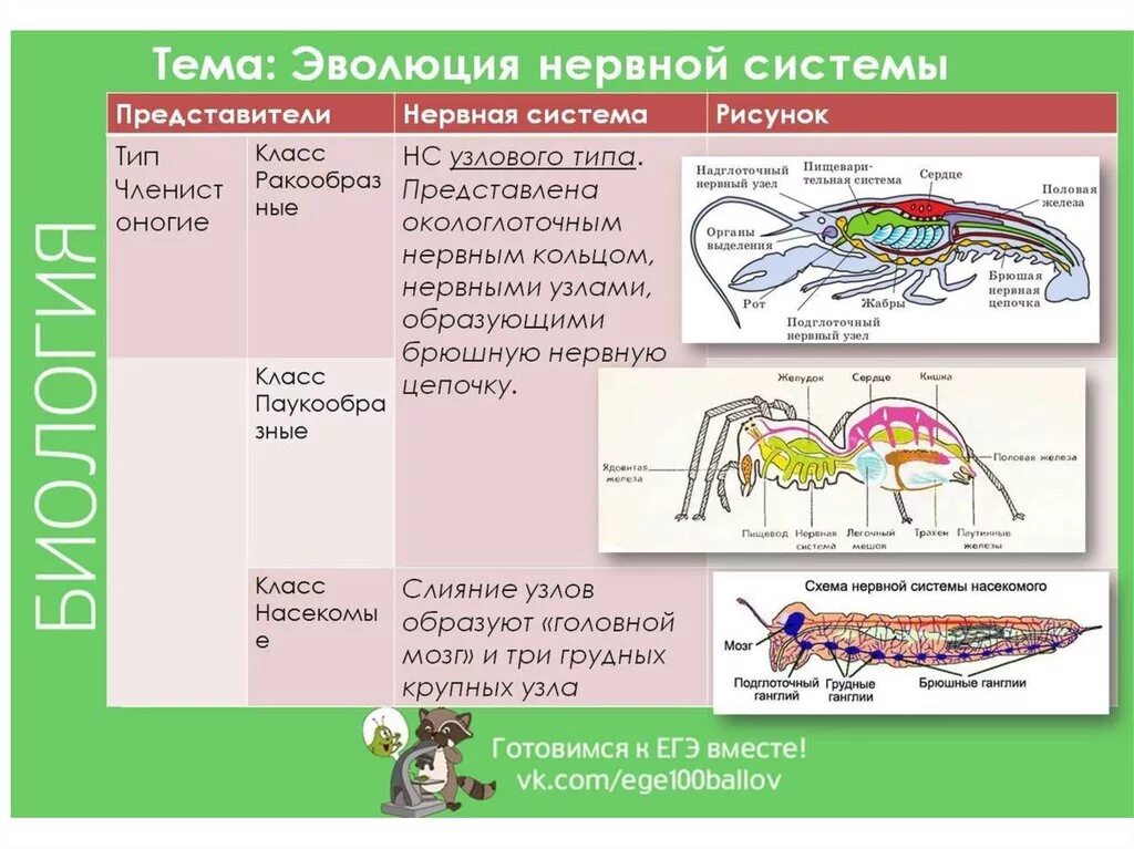 Эволюция нервной системы у животных таблица. Нервная система животных таблица. Эволюция нервная системы у животных таблица биология. Таблица нервная система животных 7 класс.
