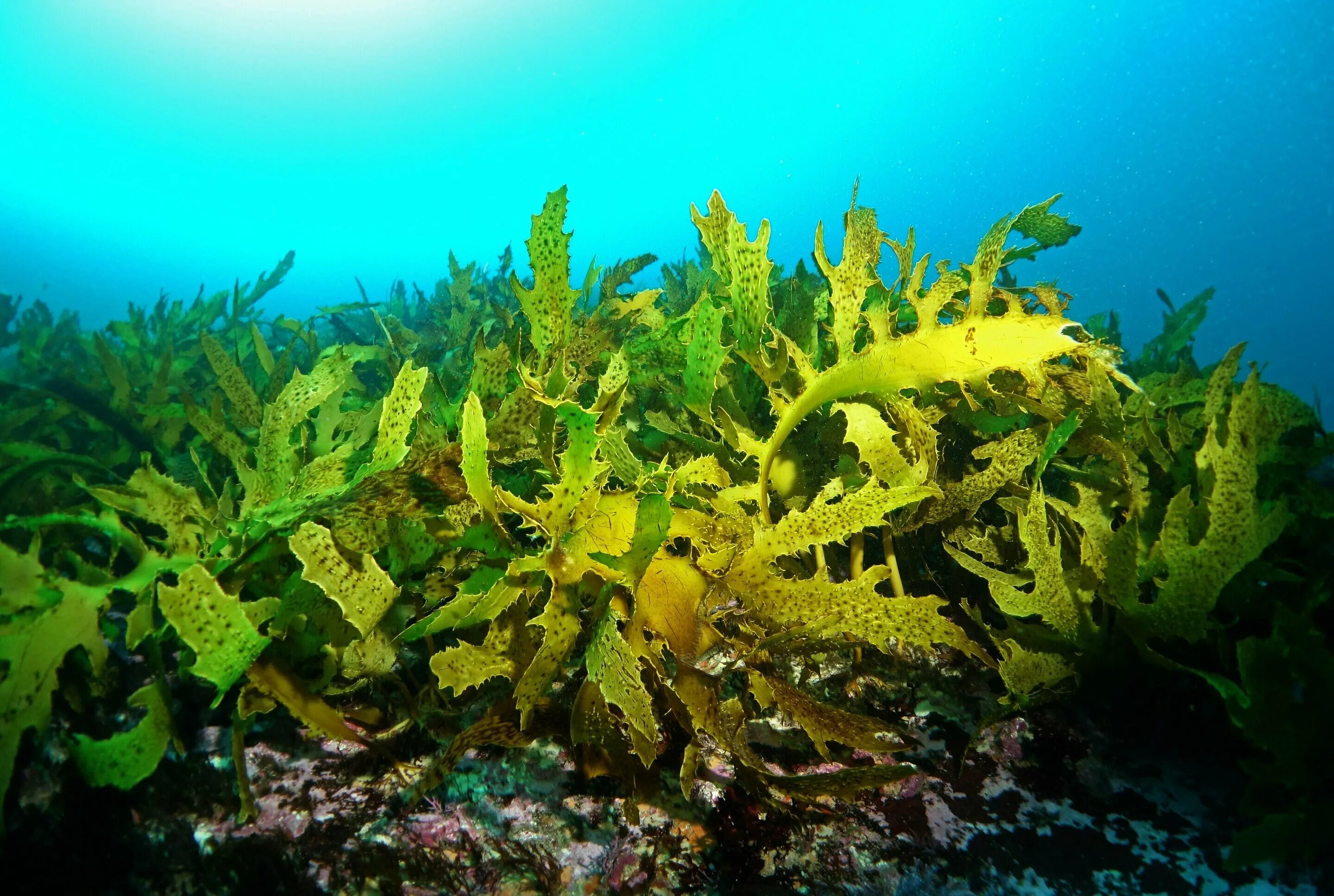 Келп бурая водоросль. Водоросли келп ламинариевые. Ламинария Kelp. Морская капуста Японика.