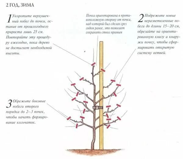 Как правильно обрезать колоновидную яблоню весной. Схема обрезки колоновидной яблони. Колоновидные яблони схема обрезки. Схема обрезки колоновидных яблонь. Обрезка колоновидной яблони весной.