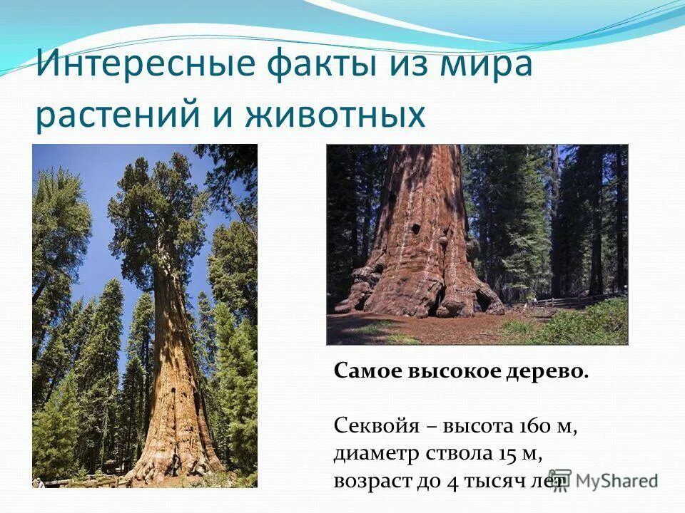 Самое высокое дерево северной америки природные зоны. Секвойя дерево высота. Секвойя факты о дереве. Секвойя высота растения. Интересные растения Северной Америки.