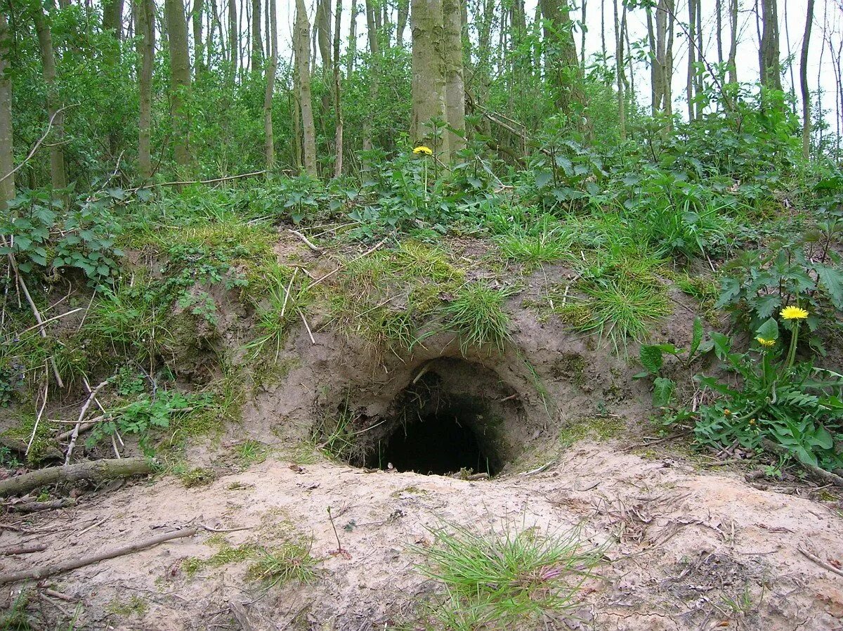 Зверь в овраге