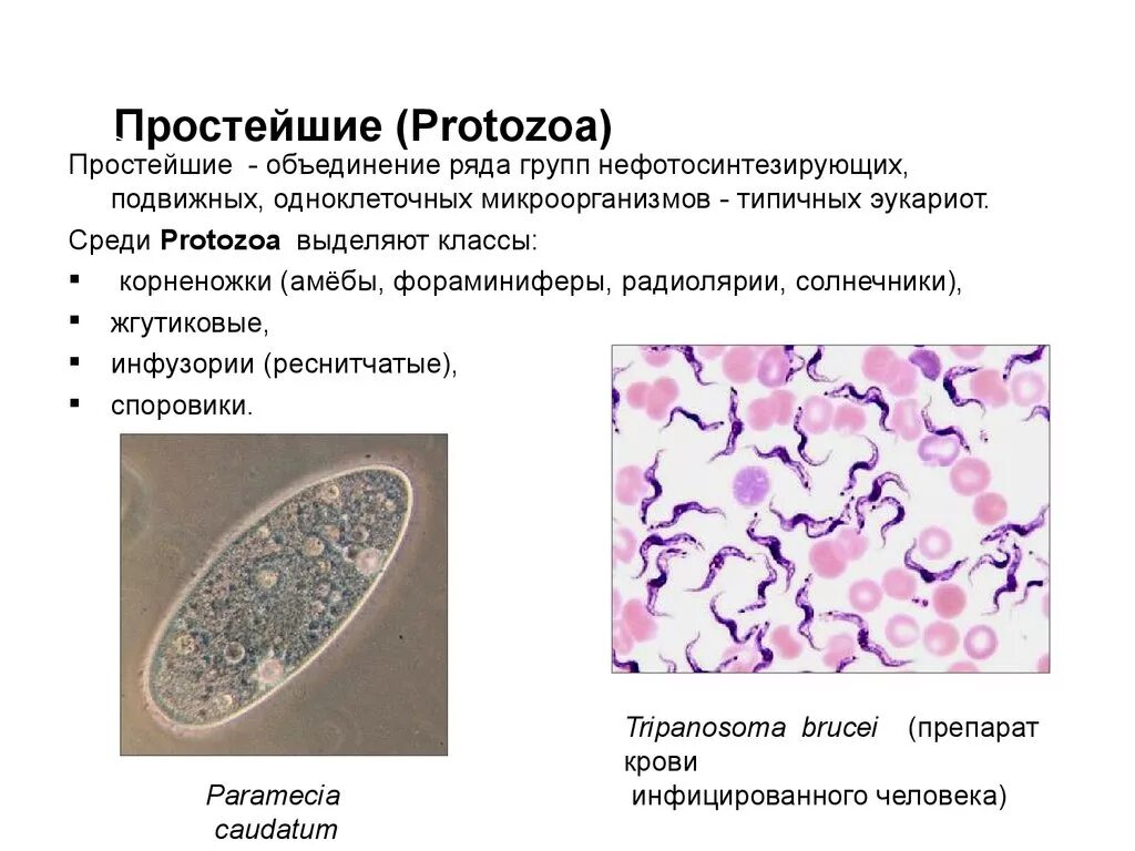 Строение простейших микробиология. Строение и классификация простейших. Простейшие бактерии микробиология. Морфология и строение простейших. Значение групп простейших