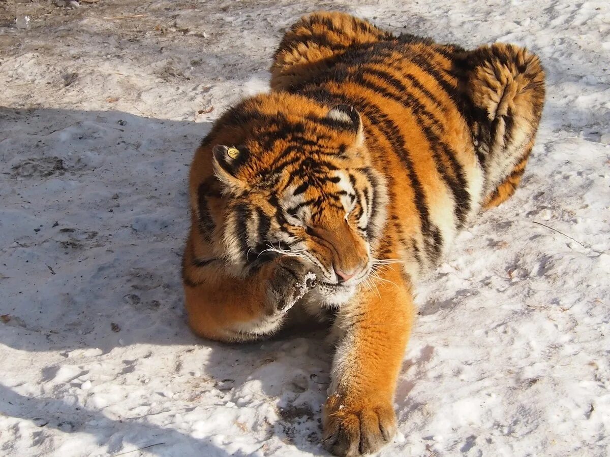 Tiger китай. Тигр в степи. Южно-китайский тигр. Тигр амурский, бенгальский, южнокитайский,. Китайского тигра.