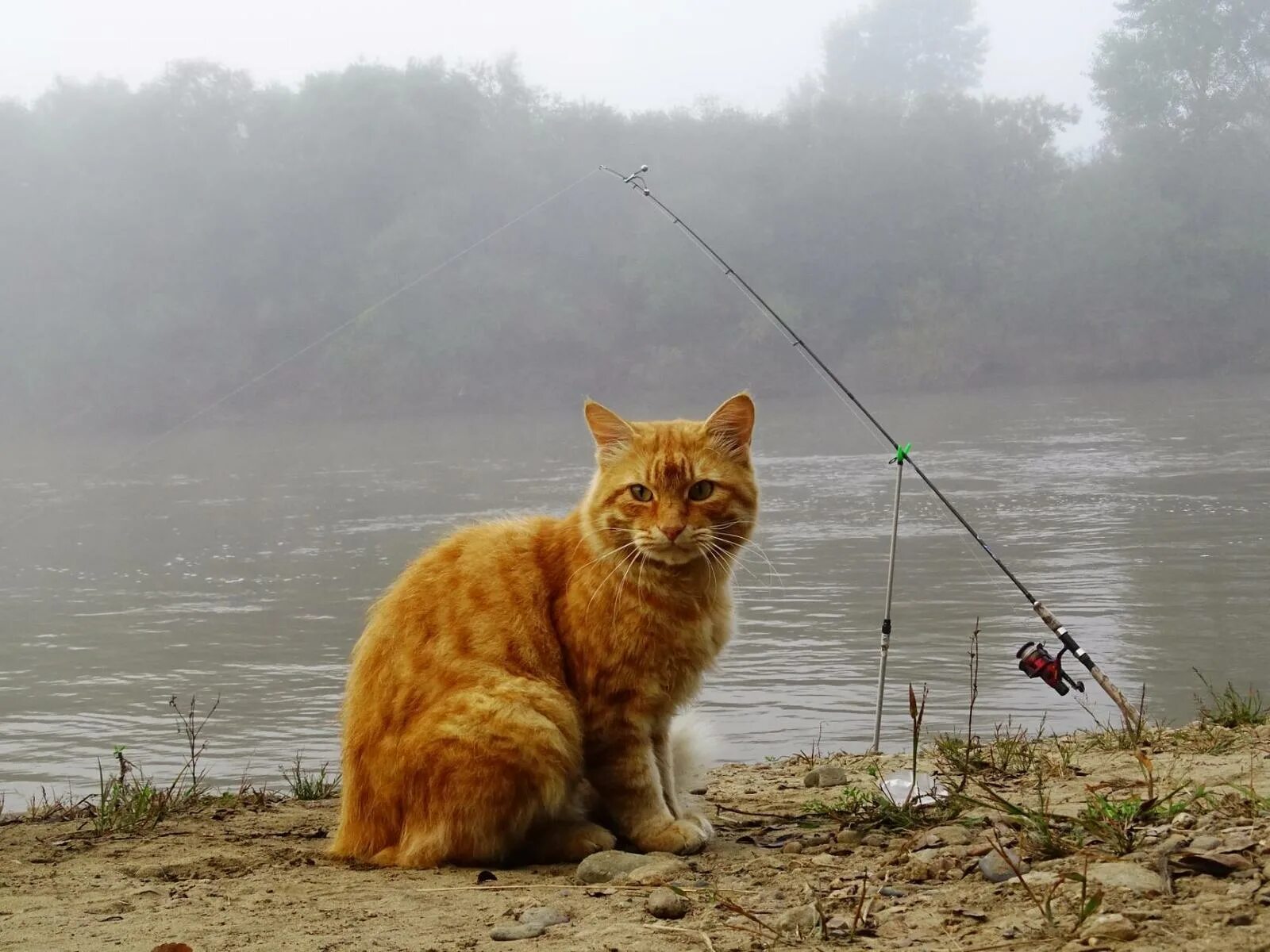 Жадно ловлю. Кот с удочкой. Коты на рыбалке. Кот ловит рыбу. Кот Рыбак.