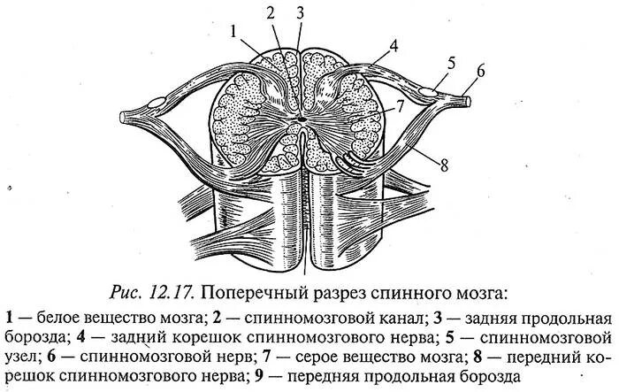 Борозды спинного мозга анатомия. Поперечный срез спинного мозга ЕГЭ. Схема поперечного строения спинного мозга. Строение спинного мозга ЕГЭ биология.