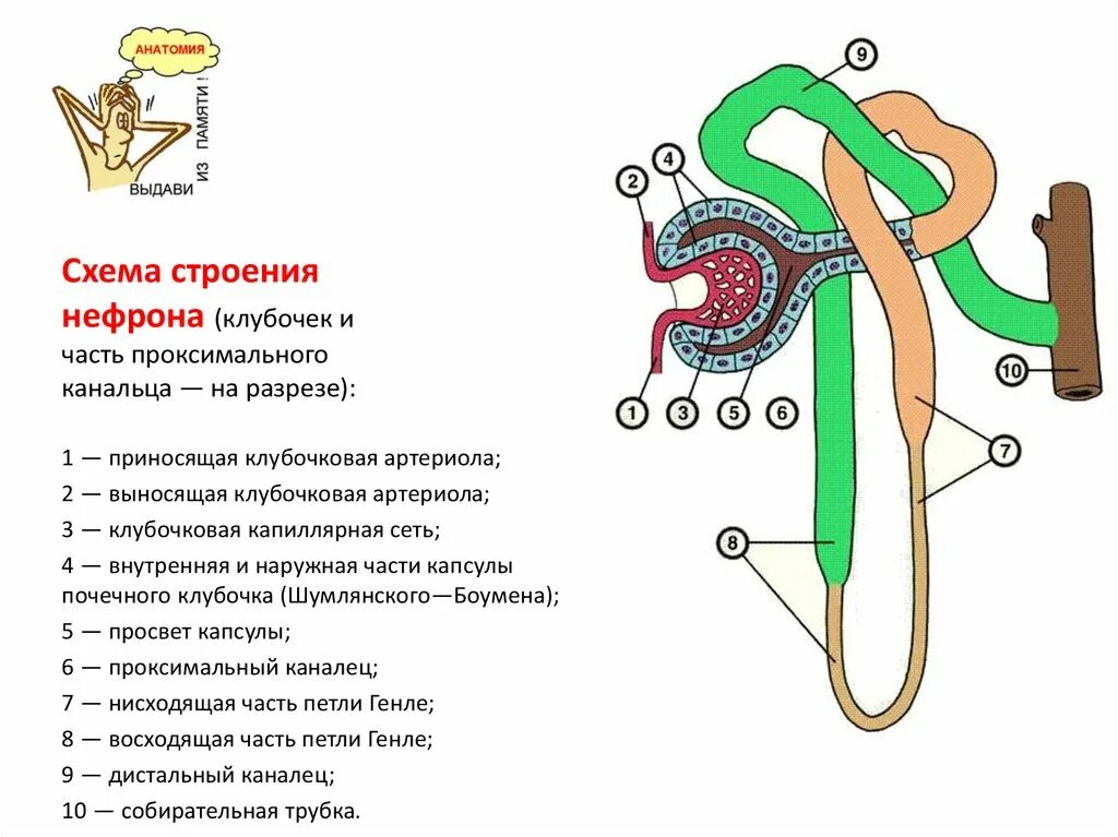 Нефрон состоит из тест. Схема строения нефрона анатомия. Строение нефрона почки анатомия. Строение нефрона анатомия. Части нефрон биология 8 класс.