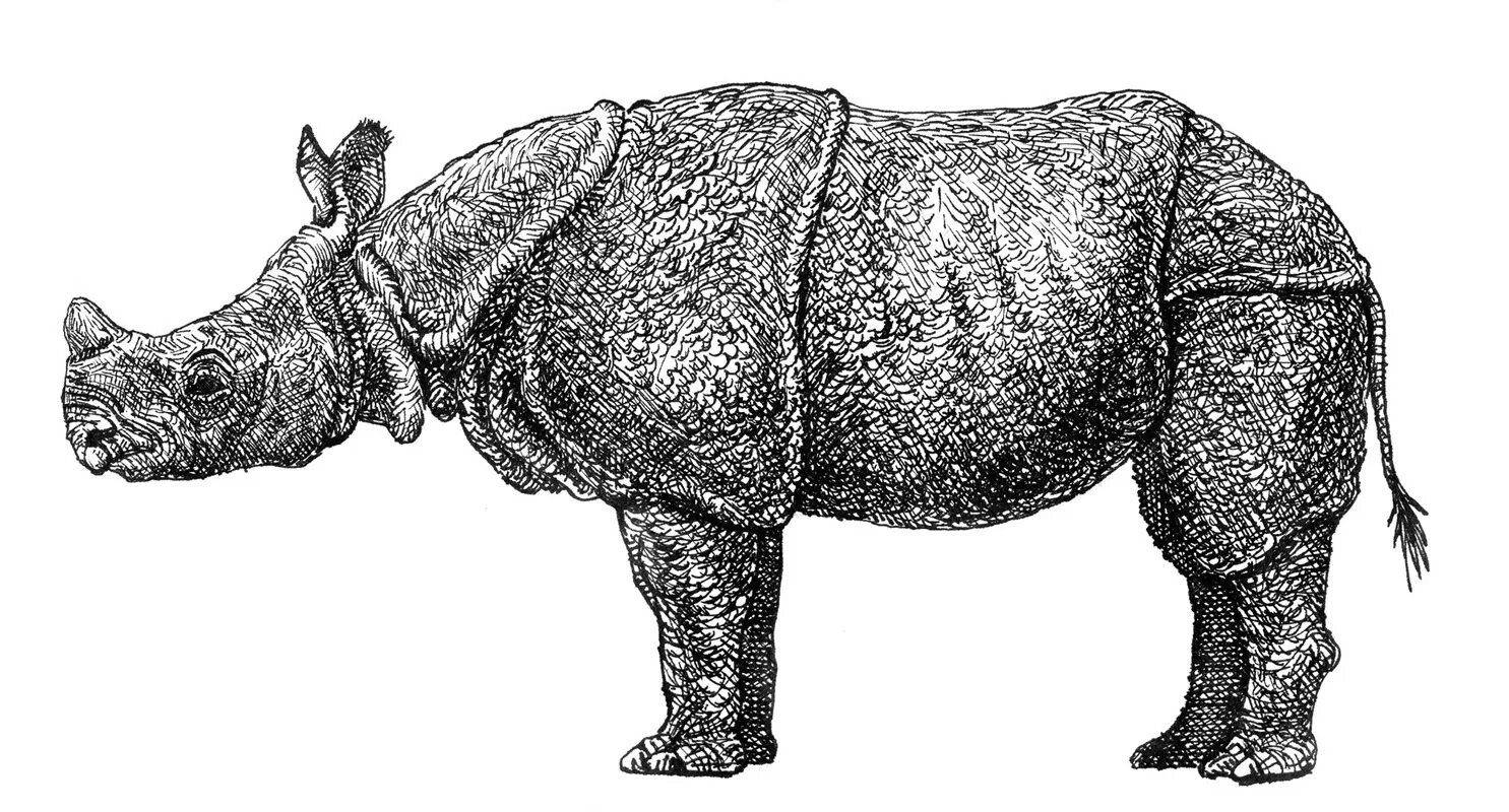 Схема носорога. Macropanesthia Rhinoceros. Носорог. Суматранский носорог рисунок. Анатомия носорога.