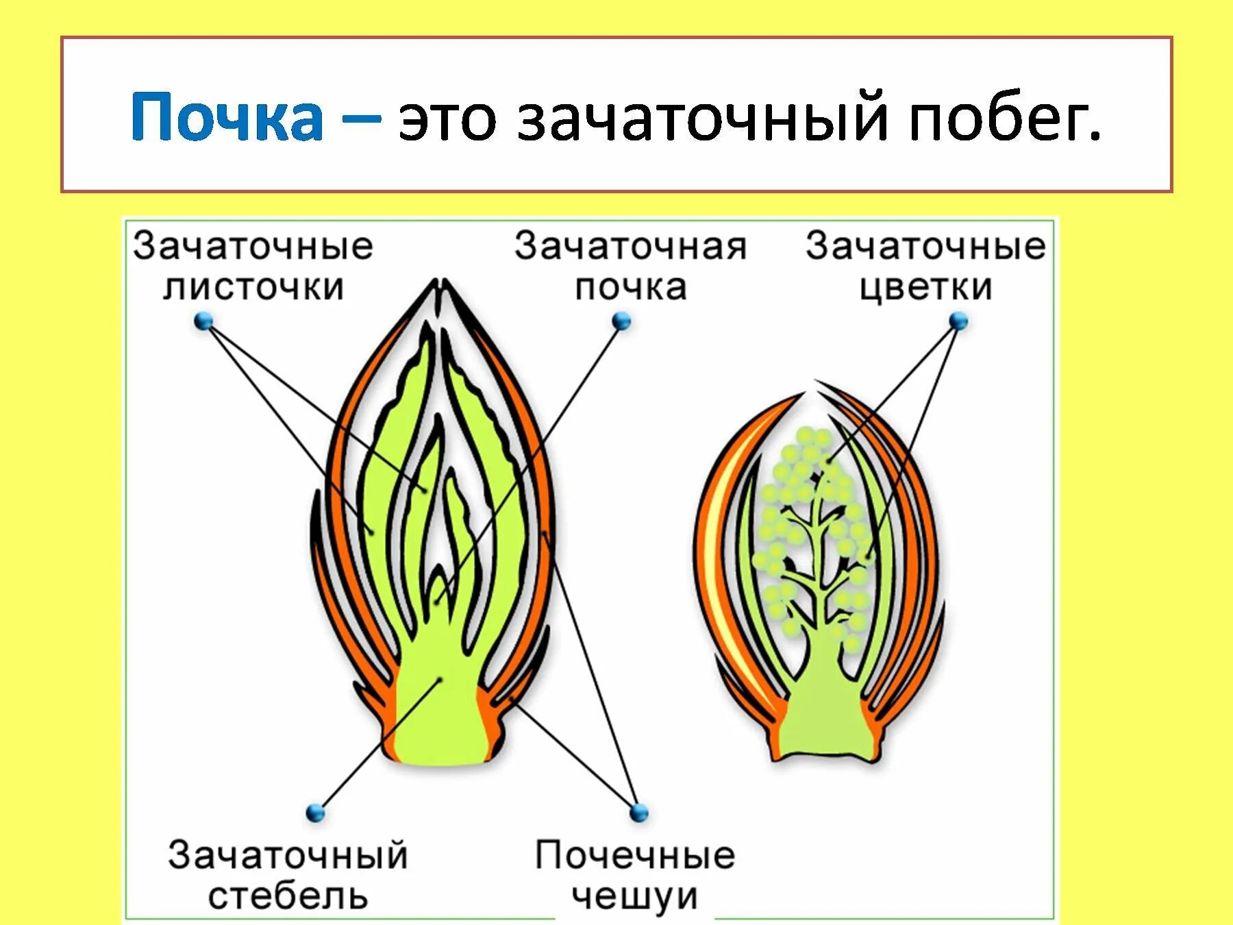 Образование цветка появление вегетативных. Строение вегетативной почки. Строение генеративной почки. Строение генеративной почки побега. Строение вегетативной и генеративной почки.