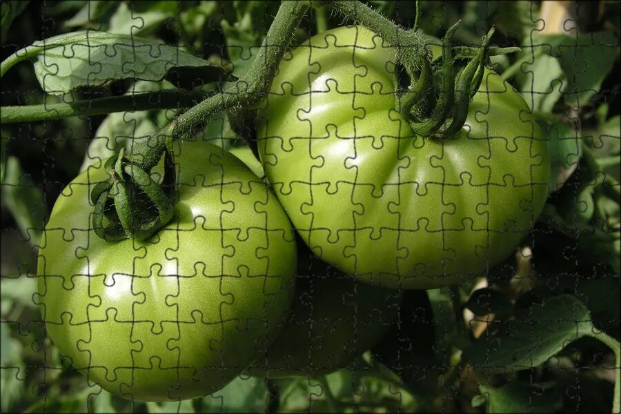 Купить зеленые томаты. Помидор растение. Зеленые помидоры. Помидор тыква. Помидор фото.