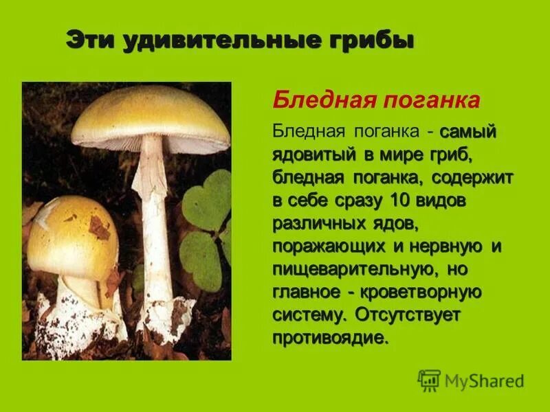 Ядовитый гриб сообщение 3 класс окружающий мир. Ядовитые грибы бледная поганка. бледная поганка самый ядовитый гриб. ядовитые грибы бледная поганка 2 класс. опасный гриб бледная поганка описание.