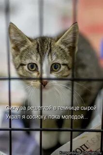 За решеткой сырой