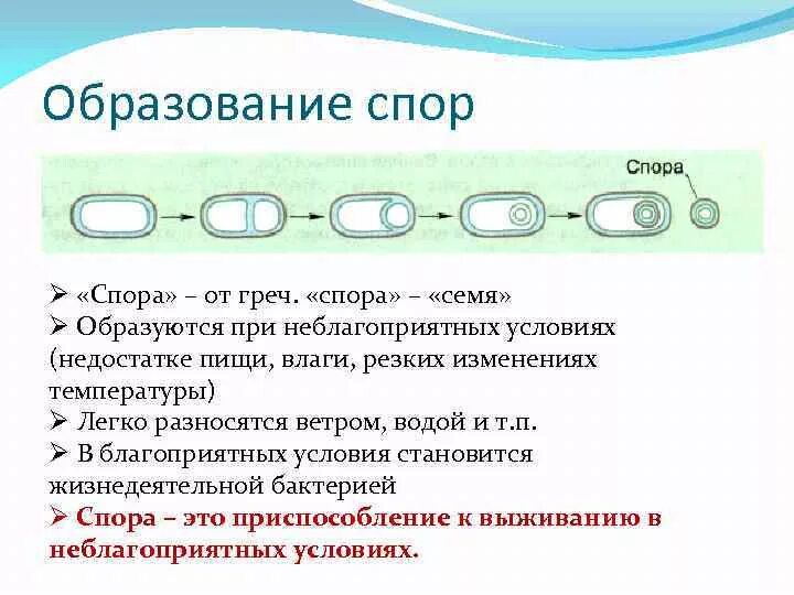 Споры прокариот. Образование спор у бактерий 5 класс биология. Образование спор у бактерий 5 класс. Образование спор 5 класс биология. Схема образования спор у бактерий.