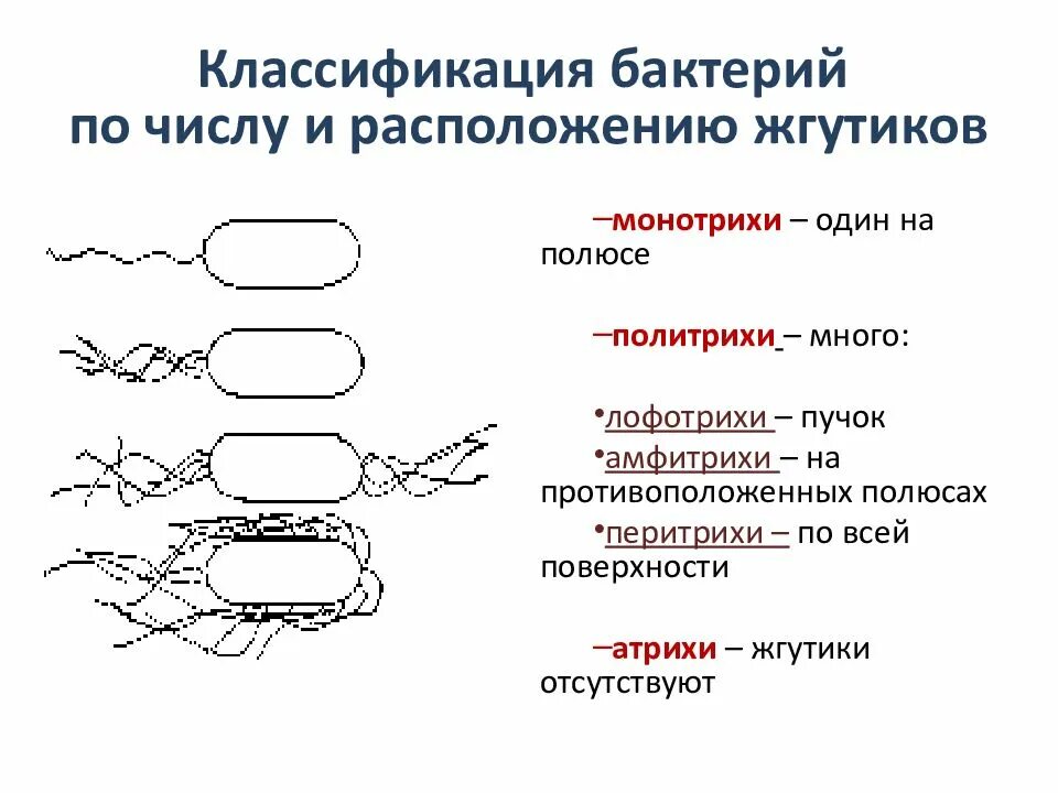 Схема классификация бактерий микробиология. Классификация микроорганизмов микробиология. Классификация жгутиков микробиология. Классификация бактерий микробиология. Передвижение бактерий