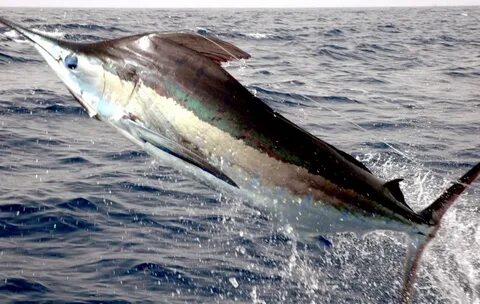 Black marlin