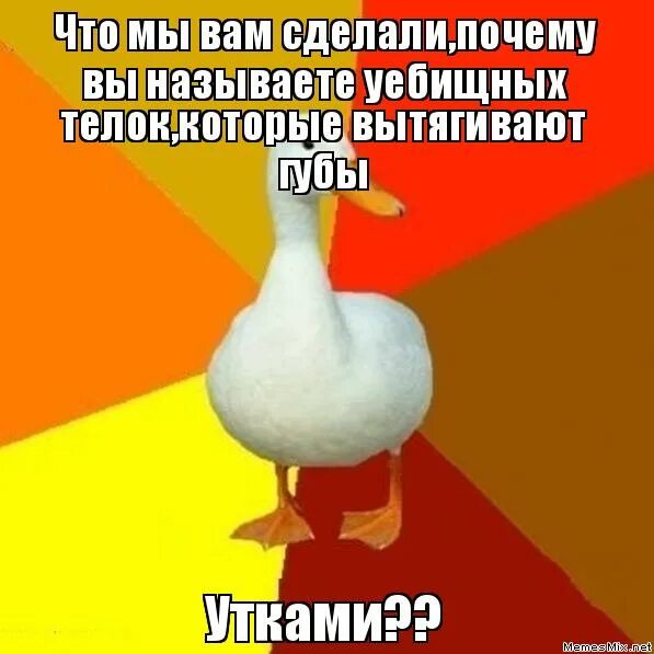 Сообщение о домашних утках. Резиновые уточки навальный. Уточка крякает. Описание утки. Что значит уточка.