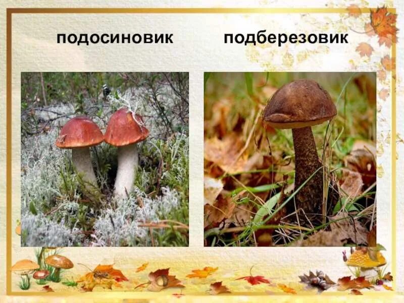 Как выглядит подберезовик и подосиновик. Подосиновик и подберезовик. подберезовик подосиновик дубовик. отличие подберезовика от подосиновика. подберезовик и подосиновик разница.