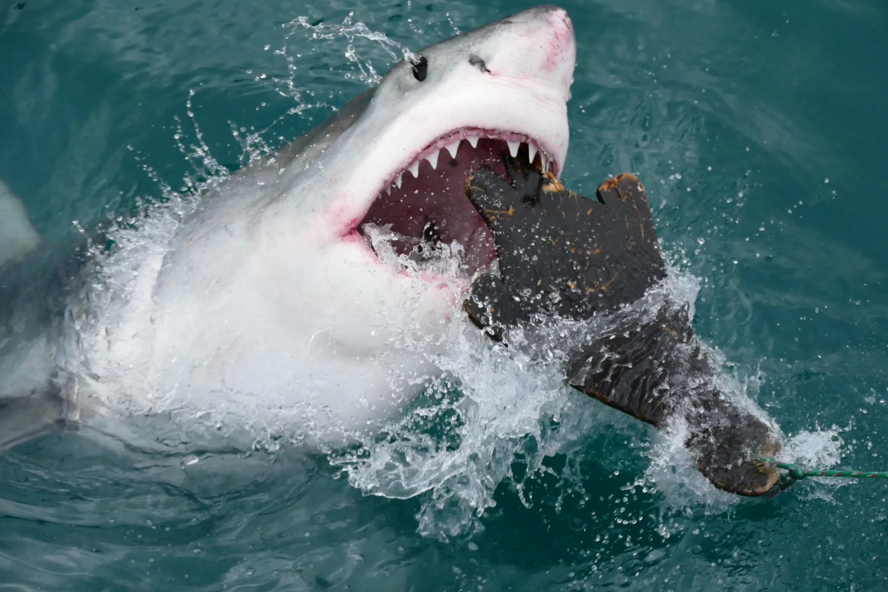 Carcharodon carcharias. Большая белая акула кархародон. Большие белые акулы (Carcharodon carcharias). Shark Hunting the great White акулы.