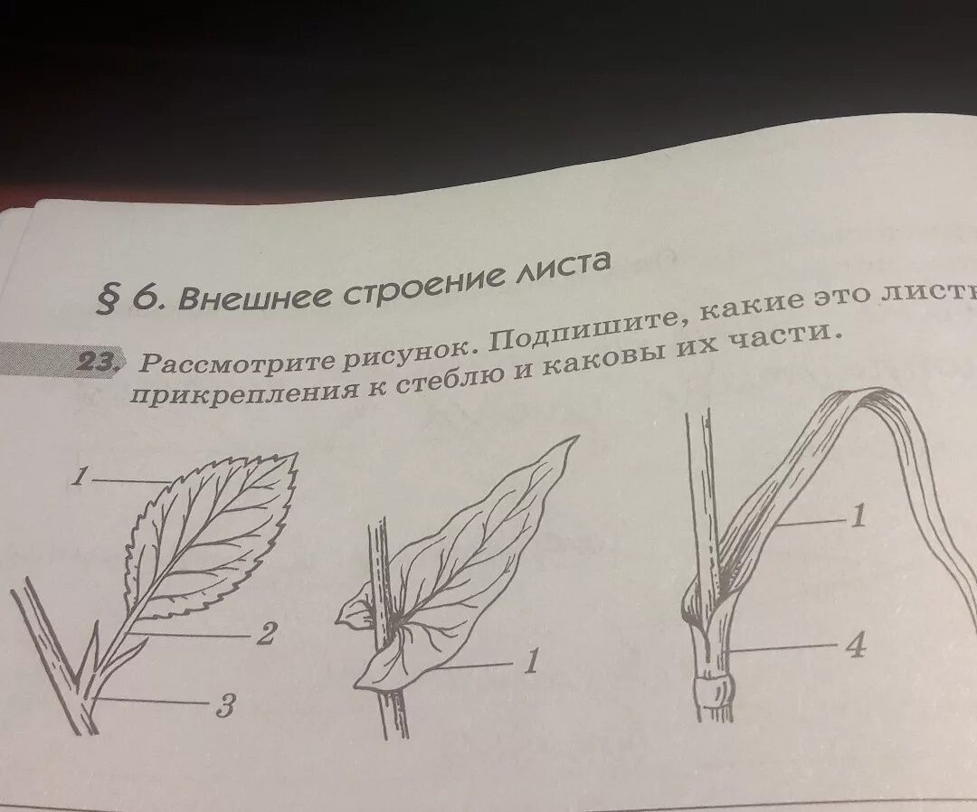 Рассмотрите рисунок и определите направление в. Части листа и способы прикрепления к стеблю. Прикрепление листьев к стеблю. Способы прикрепления листьев и их части. Части листа и прикрепление листьев к стеблю.