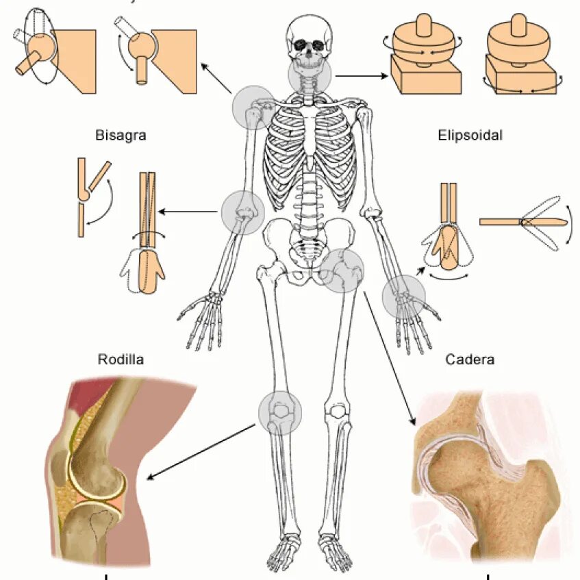 Названия суставов человека. Суставы человека. Все суставы анатомия. Types of Joints. Human Joints.
