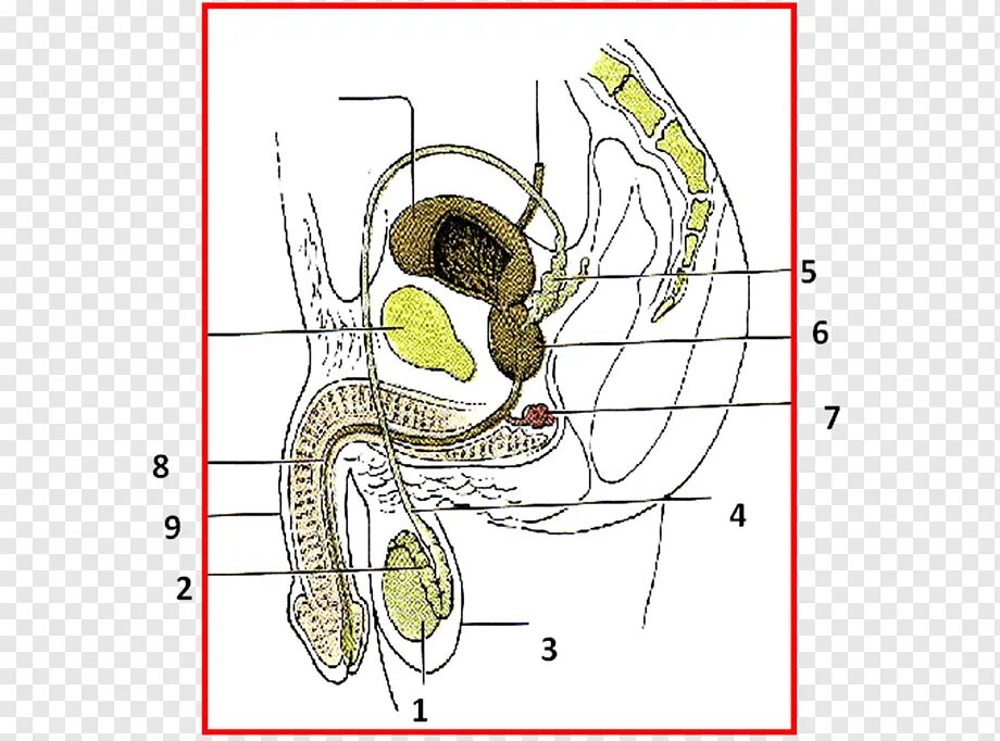 Репродуктивная система мужчины схема. Мужской половой орган. Органы мужской репродуктивной системы. Мужская репродуктивная система анатомия.